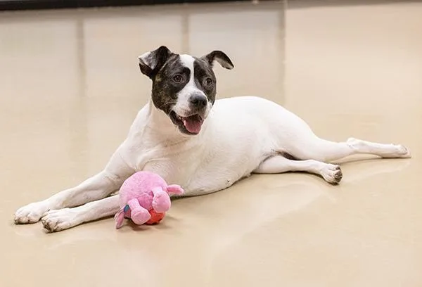 A young large-sized female Terrier dog named Akira for adoption in Des Moines, IA