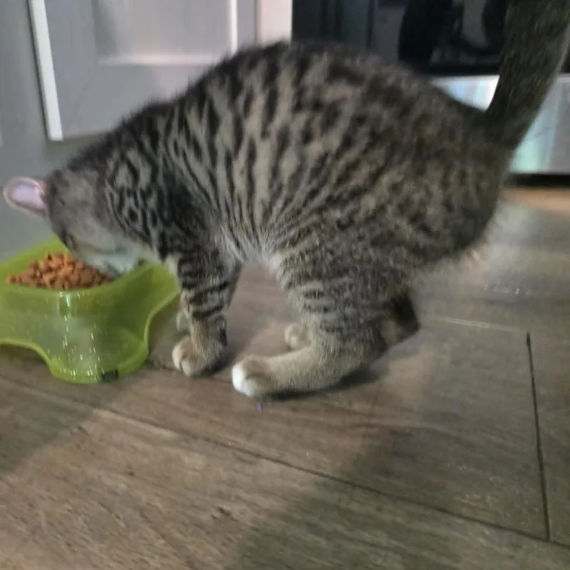 A baby small-sized female Brown / Chocolate Domestic Short Hair cat named Nesta for adoption in Newcastle, OK