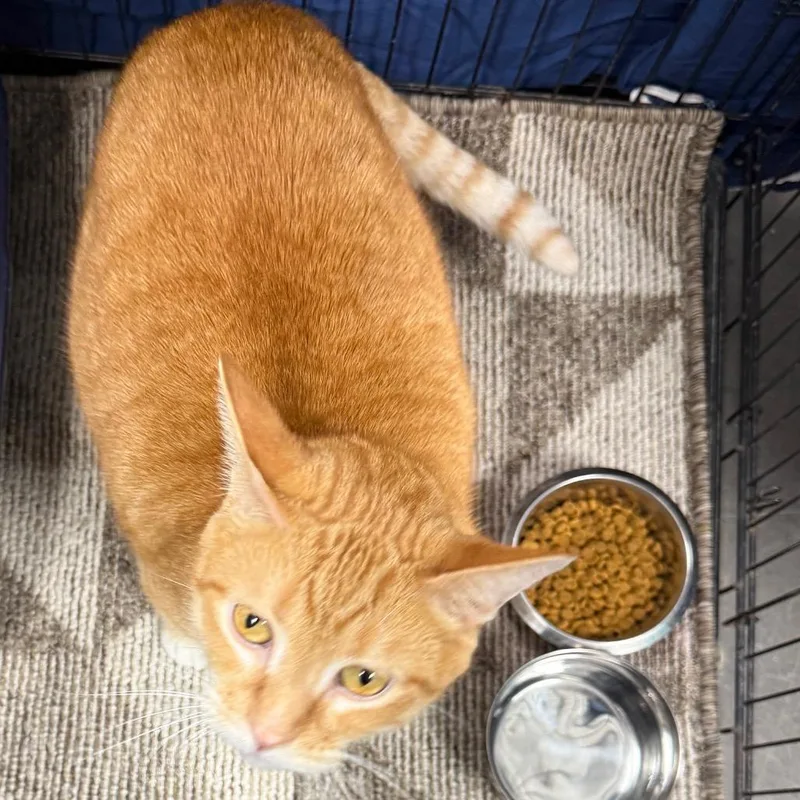 An adult extra large-sized male Orange / Red Domestic Short Hair cat named Michael for adoption in Normal, IL