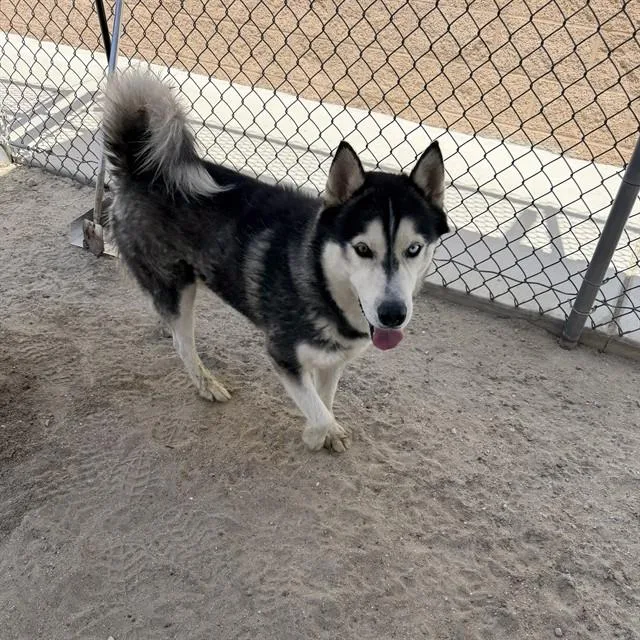 An adult large-sized male Siberian Husky dog named Chuck for adoption in Thousand Palms, CA