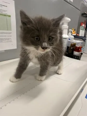 A baby small-sized female Domestic Medium Hair cat named Princess Smooshy Face for adoption in San Martin, CA