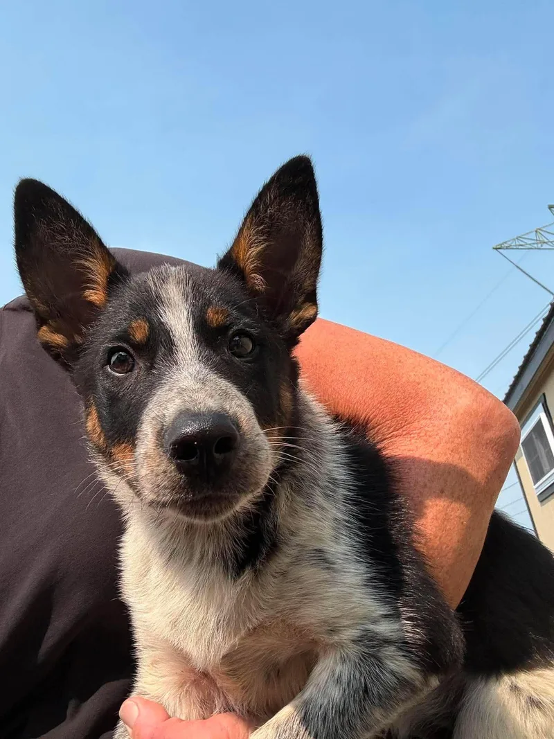 A baby small-sized male Jack Russell Terrier dog named Ice Cream for adoption in Havertown, PA