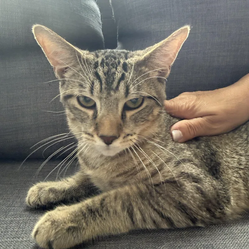 A baby medium-sized female Tabby (Tiger Striped) Domestic Short Hair cat named Sydney for adoption in Berkeley Heights, NJ