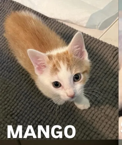 A baby medium-sized male Orange / Red Domestic Short Hair cat named Mango for adoption in Ozone Park, NY