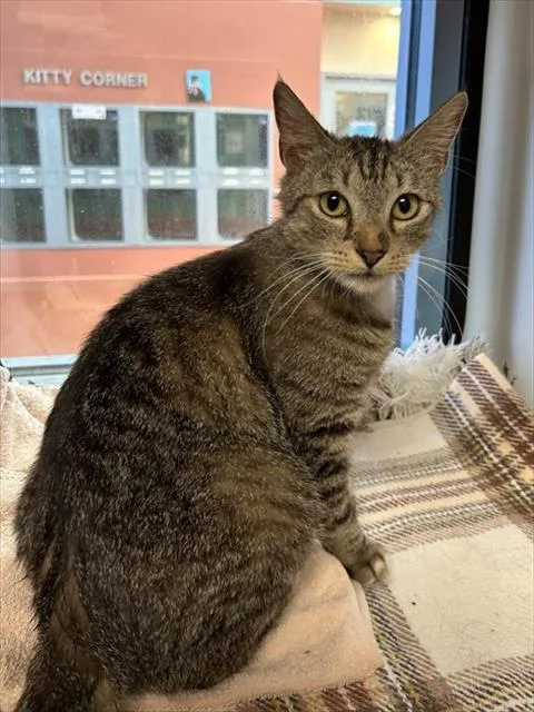 A young small-sized female Domestic Short Hair cat named Cherry for adoption in San Jose, CA