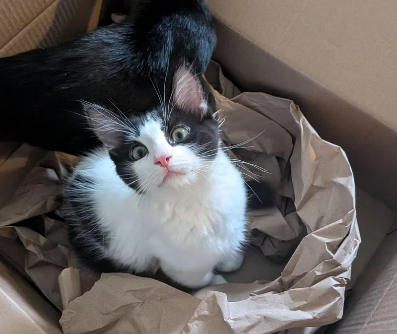 A baby medium-sized female Black & White / Tuxedo Domestic Short Hair cat named Oreo for adoption in Seal Beach, CA