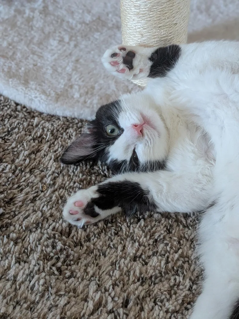 Oreo thumbnail 2