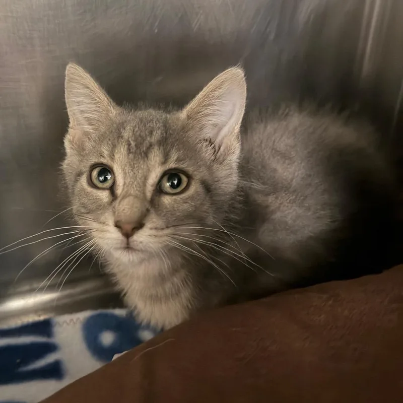 A baby small-sized male Brown / Chocolate Domestic Short Hair cat named Winston for adoption in Owosso, MI