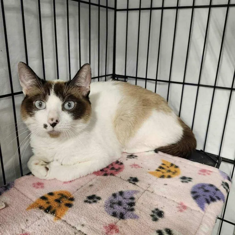 An adult medium-sized female Chocolate Point Siamese cat named Snowball for adoption in Highland, IN