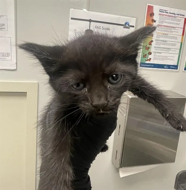 A baby small-sized female Domestic Long Hair cat named Lorde for adoption in Ontario, CA