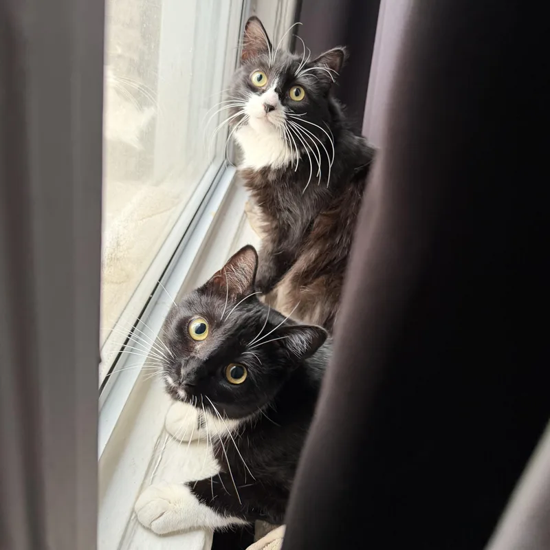 Pippa & Pascal