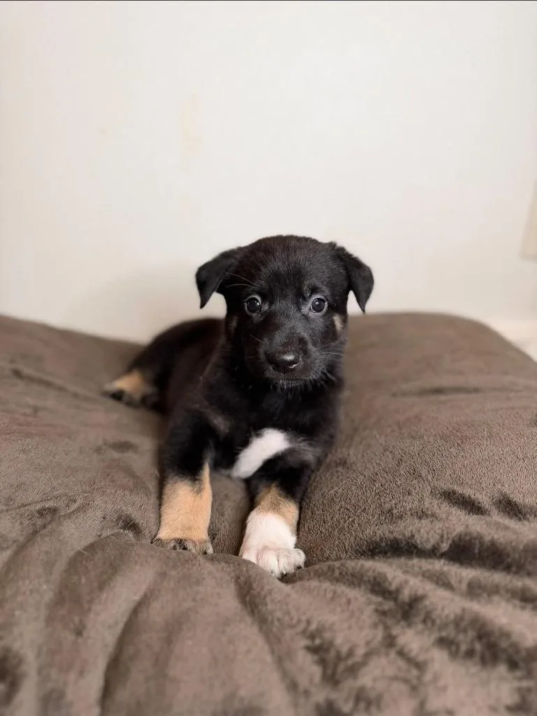 Bambi thumbnail 2