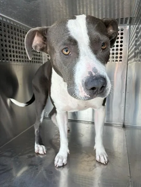 A young large-sized female Pit Bull Terrier dog named Lemonade for adoption in Phoenix, AZ