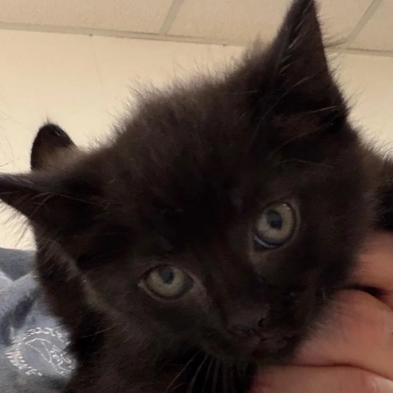 A baby small-sized female Black Domestic Short Hair cat named Bullet for adoption in Zanesville, OH