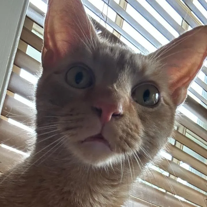 Milo