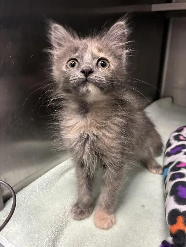 A baby small-sized female Domestic Short Hair cat named Leeda Beeda Budda Butt for adoption in Richmond, VA