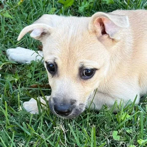 A baby small-sized female German Shepherd Dog dog named Marlowe for adoption in San Antonio, TX