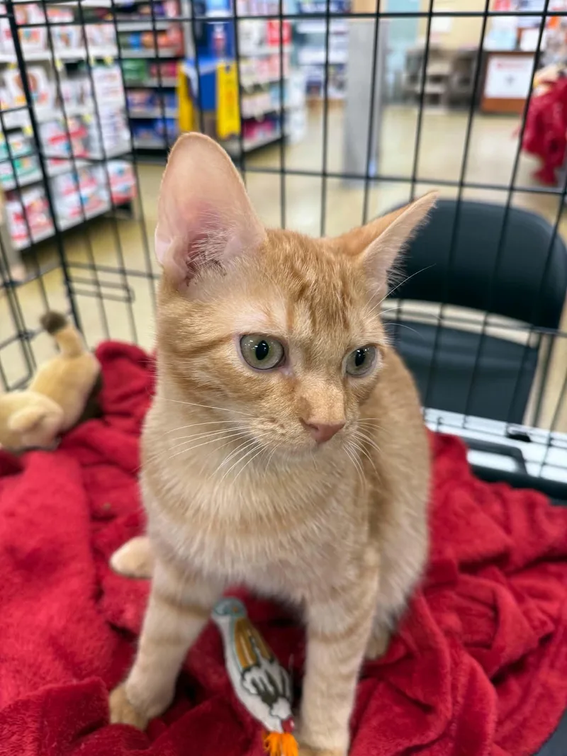 A baby medium-sized male Domestic Short Hair cat named Ranger for adoption in Barrington Hills, IL