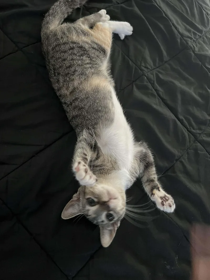 Persephone thumbnail 3