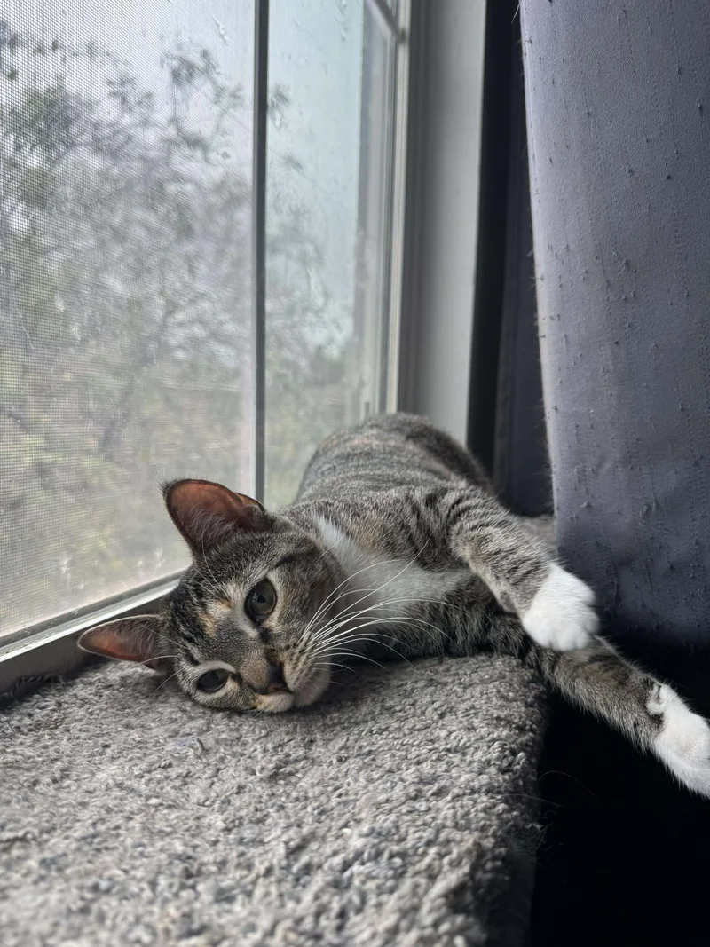 Persephone thumbnail 4