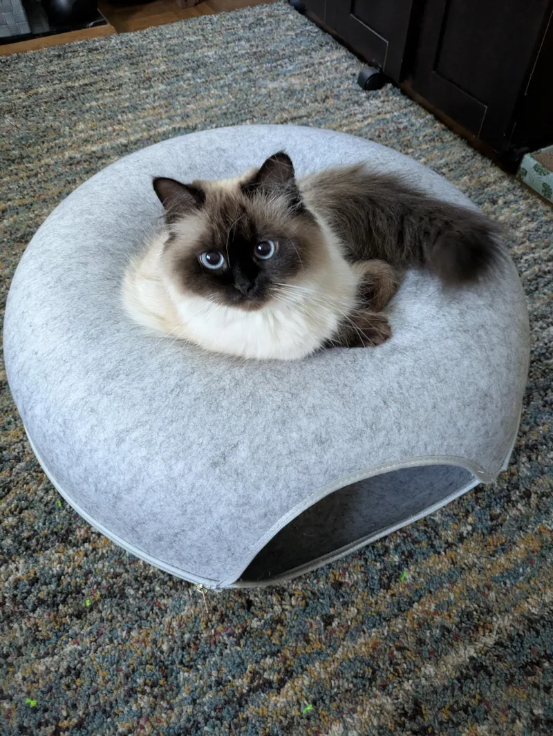 An adult medium-sized female Cream / Ivory Himalayan cat named Vanilla for adoption in Middletown, DE