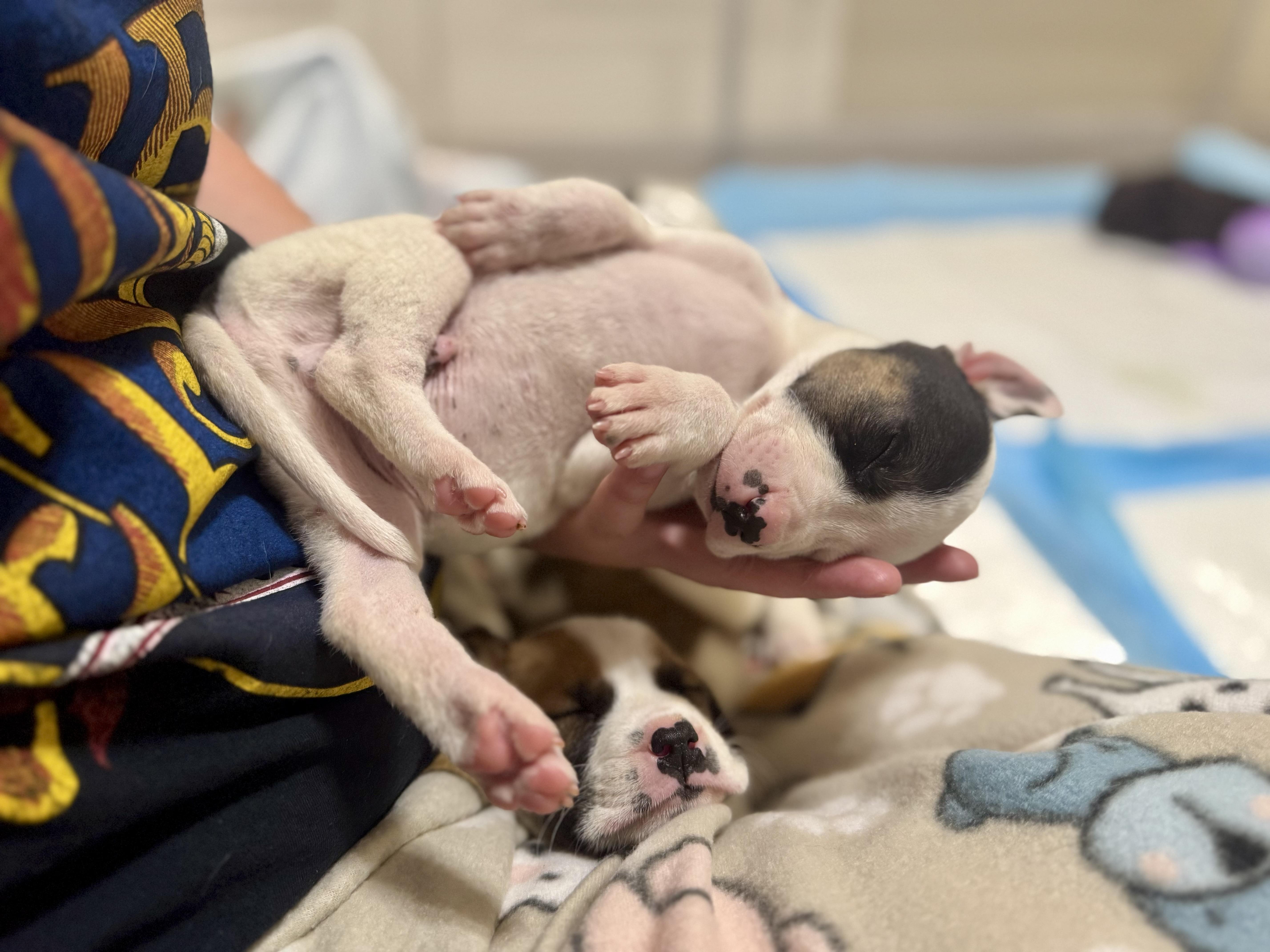 A baby large-sized male White / Cream Anatolian Shepherd dog named Chip for adoption in Mount Meigs, AL