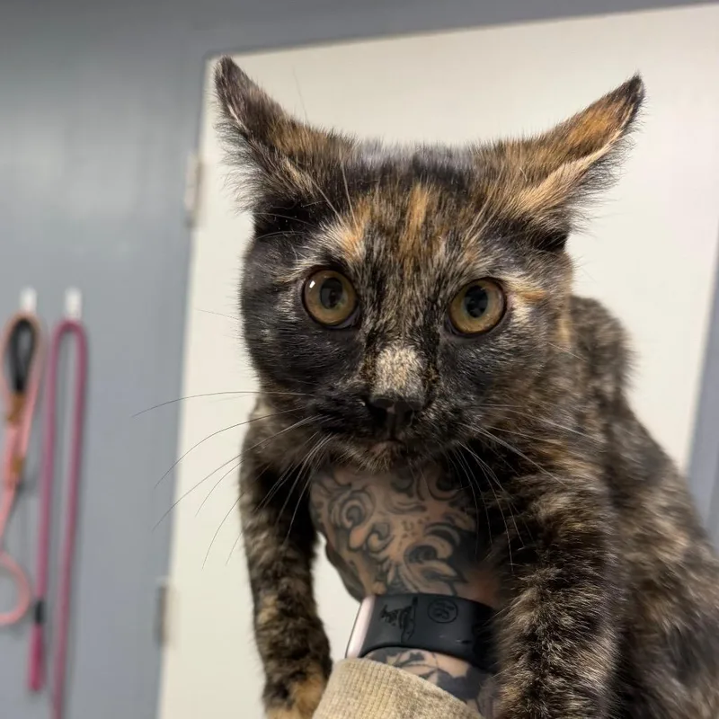 A baby medium-sized female Tortoiseshell Domestic Short Hair cat named Oregano for adoption in Birmingham, AL