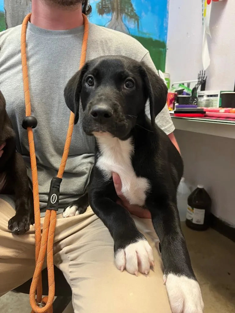 A baby medium-sized male Labrador Retriever dog named Corn Nugget for adoption in New Braunfels, TX