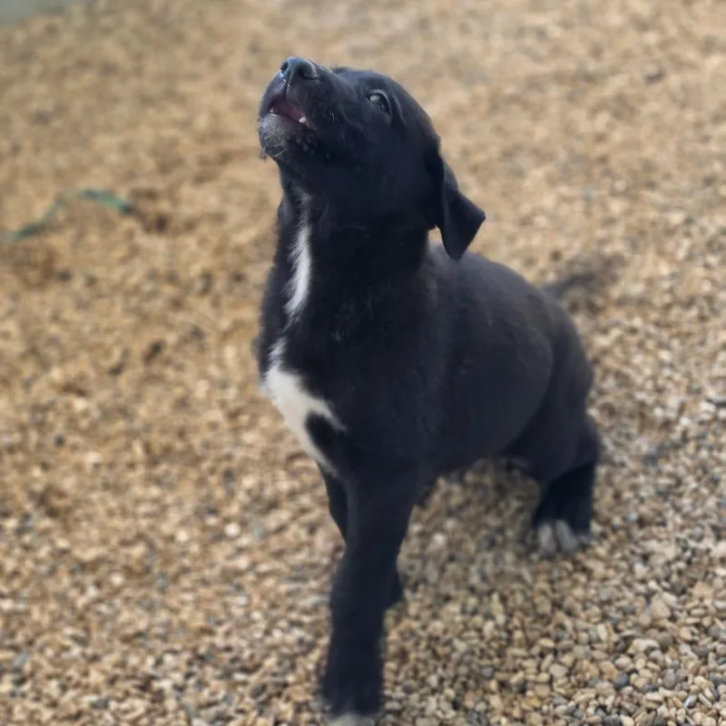 A baby medium-sized female Black German Shepherd Dog dog named Annie JuM for adoption in Austin, TX