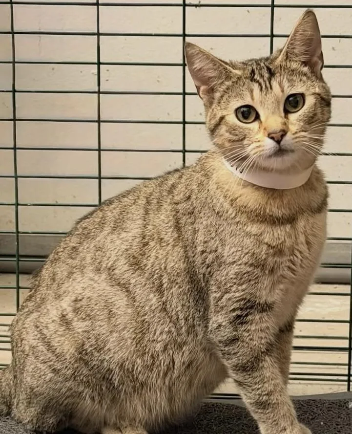 An adult medium-sized female Tabby (Brown / Chocolate) Domestic Short Hair cat named Mocha for adoption in Mission Viejo, CA