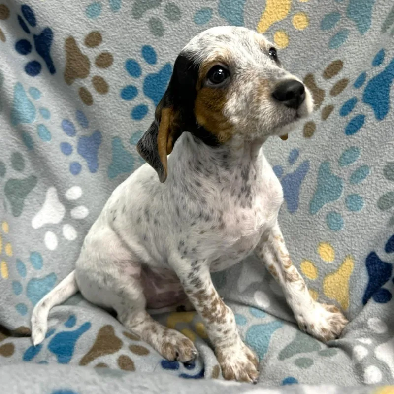 A baby medium-sized male Mixed Breed dog named Deacon for adoption in State College, PA