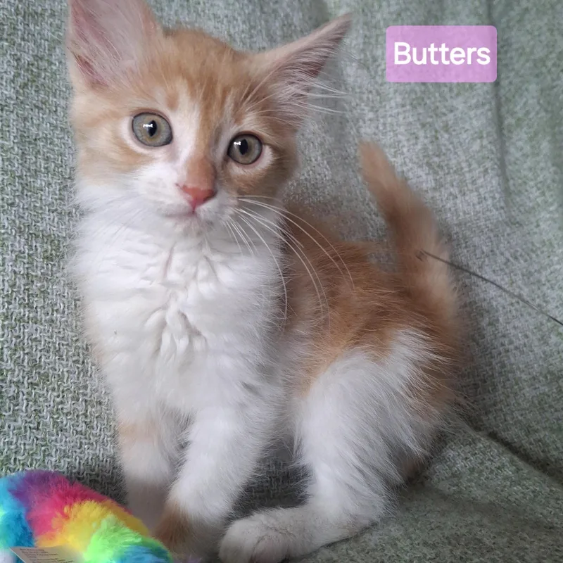 Butters thumbnail 3