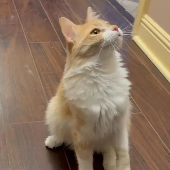Butters thumbnail 5