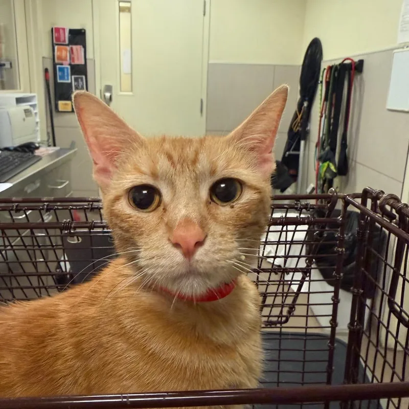 An adult medium-sized female Domestic Short Hair cat named Marigold for adoption in Chicago, IL
