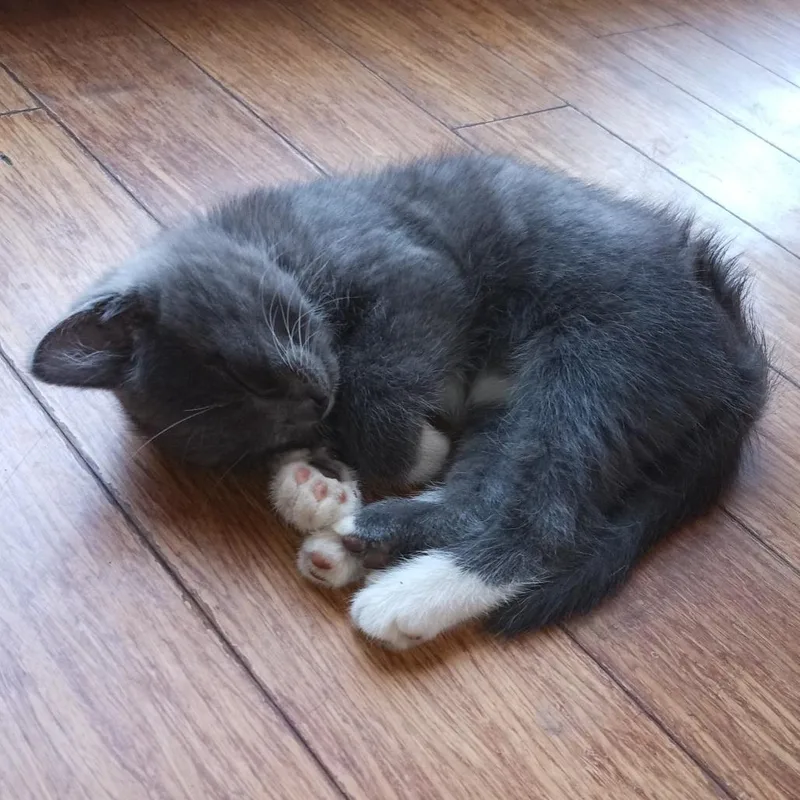 A baby small-sized female Gray / Blue / Silver Domestic Short Hair cat named Shayla for adoption in Woodstock, VA