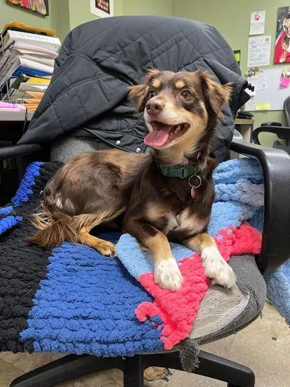An adult small-sized male Mixed Breed dog named Badger for adoption in Chicago, IL
