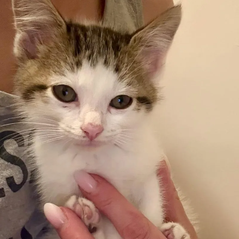 A baby small-sized male White Domestic Short Hair cat named Finn Iv for adoption in Little Rock, AR