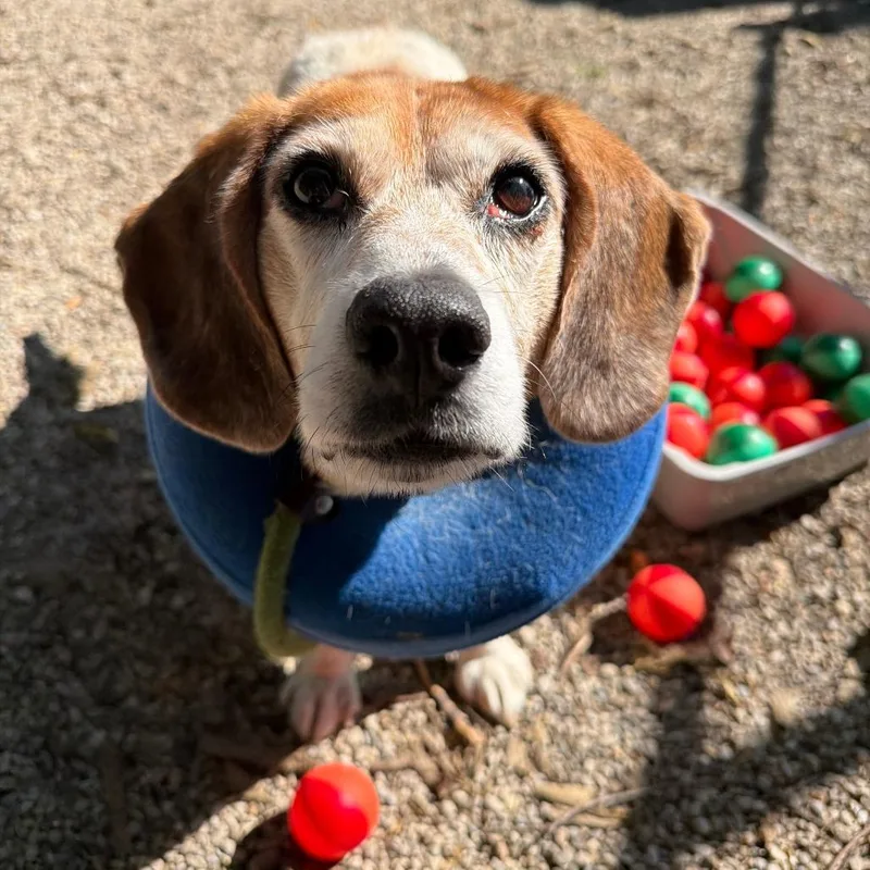 A senior medium-sized female Beagle dog named Frito for adoption in Dayton, OH