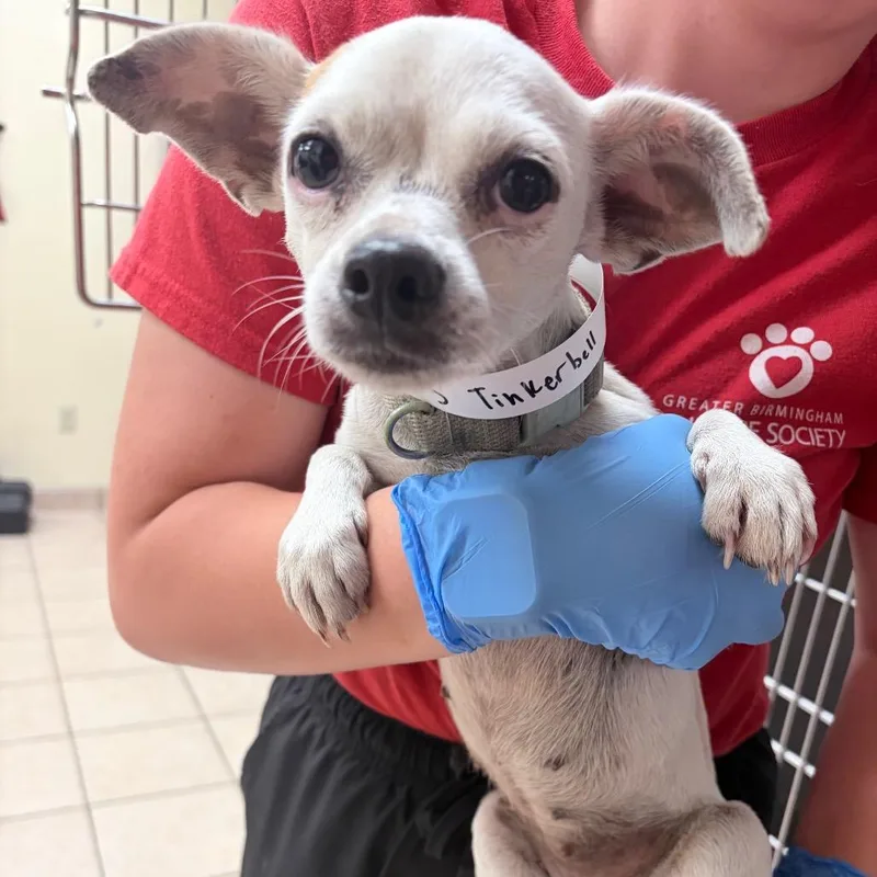 An adult small-sized female White / Cream Chihuahua dog named Tinkerbell for adoption in Birmingham, AL