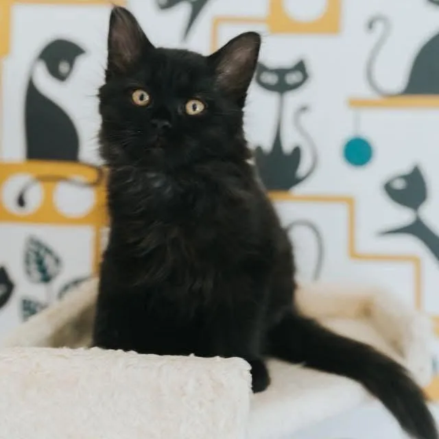 A baby medium-sized female Black Domestic Long Hair cat named Cleopatra for adoption in Kentwood, MI