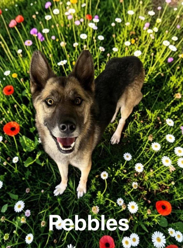 A young medium-sized female German Shepherd Dog dog named Pebbles for adoption in Camden, TN
