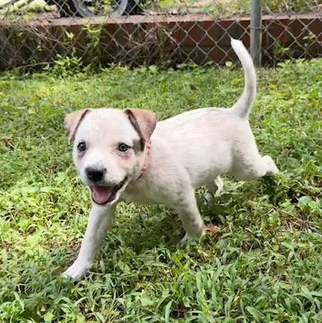 A baby medium-sized female Australian Cattle Dog / Blue Heeler dog named Shuffle for adoption in Midlothian, VA