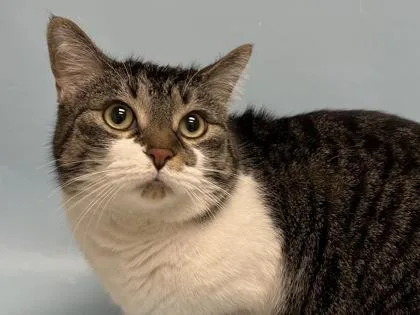An adult small-sized female Domestic Short Hair cat named Georgia for adoption in Woodbury, MN