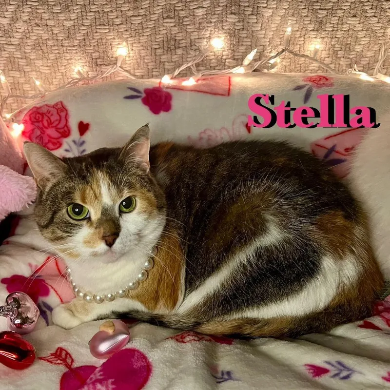 An adult small-sized female Calico Domestic Short Hair cat named Stella for adoption in Carmel, IN
