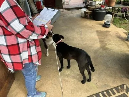 A young medium-sized male Pit Bull Terrier dog named Bailey for adoption in Blue Ridge, GA