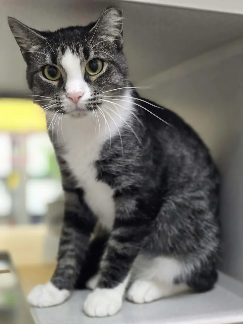 A young medium-sized female Domestic Short Hair cat named Penelope for adoption in Iowa City, IA