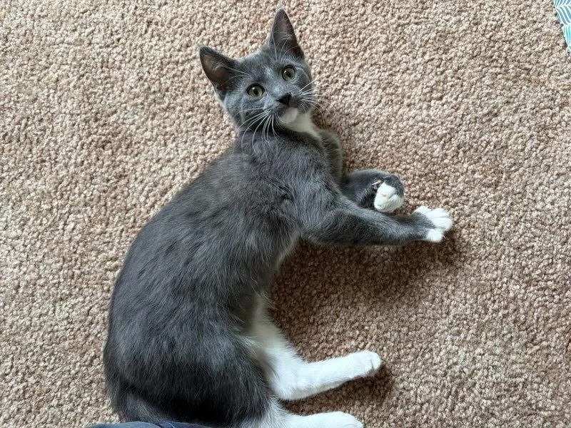 A baby small-sized male Domestic Short Hair cat named Wallaby Gi for adoption in Peoria, IL