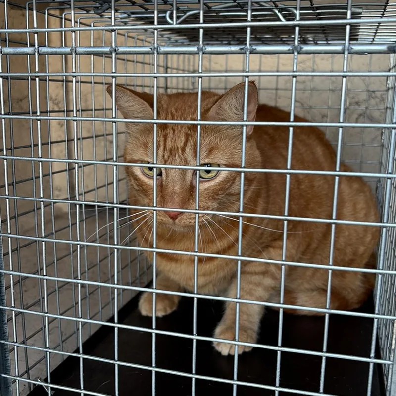 An adult extra large-sized female Domestic Short Hair cat named HACCStray for adoption in Henderson, NV