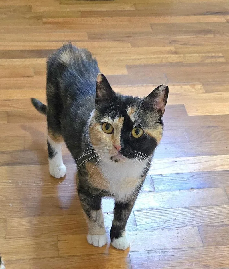 An adult medium-sized female Calico cat named Winifred for adoption in Vancouver, WA
