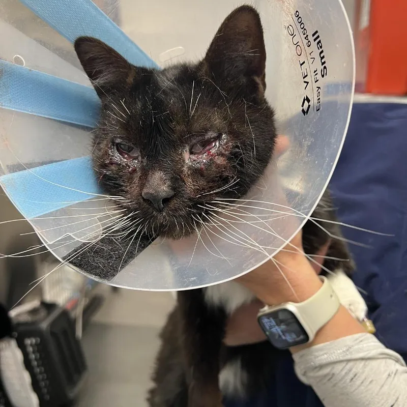An adult large-sized male Black Domestic Short Hair cat named Boots for adoption in Oyster Bay, NY